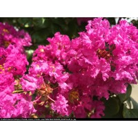 Myrta krepová - ružová - Lagerstroemia indica ´Caroline Beauty´ Co7/10L