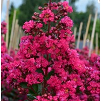Myrta krepová - Lagerstroemia indica INDIYA CHARMS® FUCHSIA D'ETE Co8L
