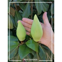 Magnólia veľkokvetá - Magnolia grandiflora 'Gallisoniensis Praecox' Co18L  100/125