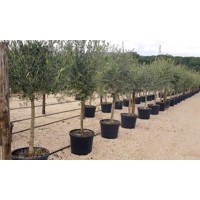 Olivovník európsky - Olea europaea Co12L 1/2 kmeň 6-8