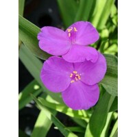 Tradeskancia záhradná - Tradescantia andersoniana ´Rubra´ V9