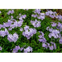 Flox - Phlox stolonifera ´Blue Ridge´ P13