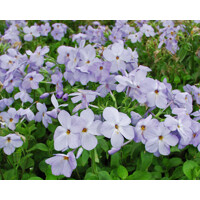 Flox - Phlox stolonifera ´Blue Ridge´ P13
