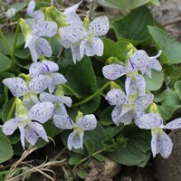 Viola sororia ´Freckles´ K9