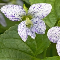 Viola sororia ´Freckles´ K9