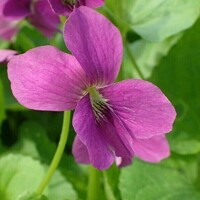 Viola sororia ´Rubra´ K9