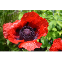 Mak okrasný - Papaver ´Beauty of Livermere´ Co1L