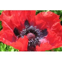 Mak okrasný - Papaver ´Beauty of Livermere´ Co1L