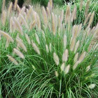 Perovec psiarkovitý  - Pennisetum alopecuroides P14