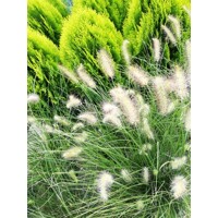 Perovec psiarkovitý  - Pennisetum alopecuroides P14