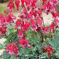 Srdcovka - Dicentra spectabilis ´Burning Hearts´ P14
