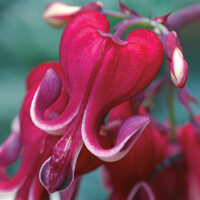 Srdcovka - Dicentra spectabilis ´Burning Hearts´ P14