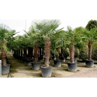 Palma konopná Trachycarpus fortunei – mrazuvzdorná palma s vysokým kmeňom