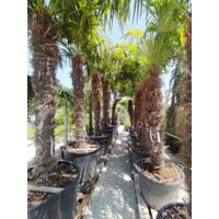 Palma konopná Trachycarpus fortunei – mrazuvzdorná palma s vysokým kmeňom