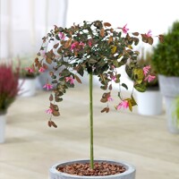 Loropetalum chinensis ´Fire Dance´ Co10L 1/4 kmeň
