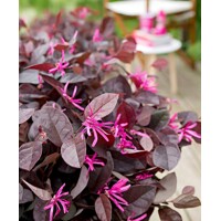 Loropetalum chinensis ´Fire Dance´ Co10L 1/4 kmeň