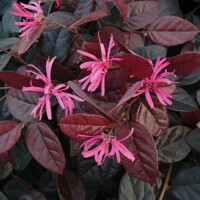 Loropetalum chinensis ´Fire Dance´ Co10L 1/4 kmeň