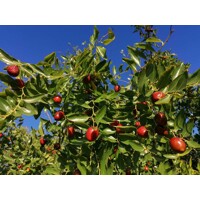 Ziziphus sativa “Jujuba” (čínska ďatla) Co5L 70/100
