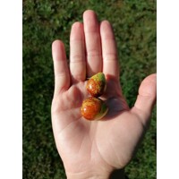 Ziziphus sativa “Jujuba” (čínska ďatla) Co5L 70/100