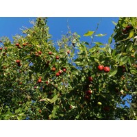 Ziziphus sativa “Jujuba” (čínska ďatla) Co5L 70/100
