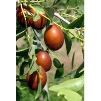 Ziziphus sativa “Jujuba” (čínska ďatla) Co5L 70/100