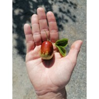 Ziziphus sativa “Jujuba” (čínska ďatla) Co5L 70/100