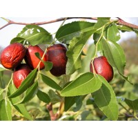 Ziziphus sativa “Jujuba” (čínska ďatla) Co5L 70/100