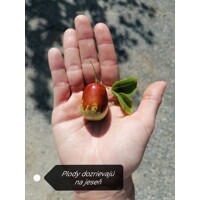 Ziziphus sativa “Jujuba” (čínska ďatla) Co5L 70/100