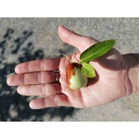Ziziphus sativa “Jujuba” (čínska ďatla) Co5L 70/100