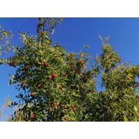 Ziziphus sativa “Jujuba” (čínska ďatla) Co5L 70/100