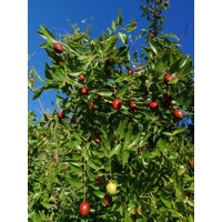 Ziziphus sativa “Jujuba” (čínska ďatla) Co5L 70/100