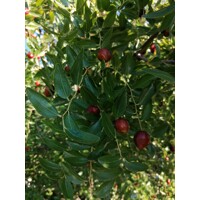 Ziziphus sativa “Jujuba” (čínska ďatla) Co5L 70/100