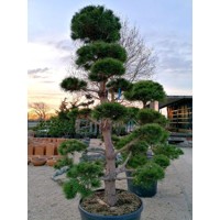 Pinus Nigra ´Austriaca´  Co230L  250/300 BONSAI(strihané)