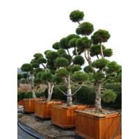 Pinus Nigra ´Austriaca´  Co230L  250/300 BONSAI(strihané)