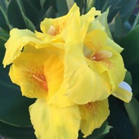 Canna indica - Kana indická - žltá P17
