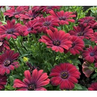Osteospermum ´Bordová´ Co0,5L