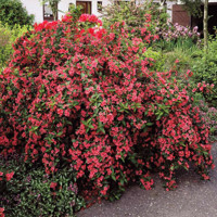 Vajgela kvetnatá  - Weigela ´Bristol Ruby´ Co2L