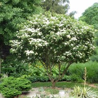 Drieň kousa - Cornus kousa 'China Girl' Co18L 125/150