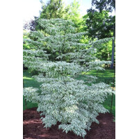 Drieň kousa - Cornus kousa 'Summer Fun' Co5L 80/100