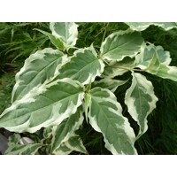 Drieň kousa - Cornus kousa 'Summer Fun' Co5L 80/100