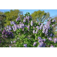 Orgován obyčajný - Syringa vulgaris ´Nadezhda´  Co2L