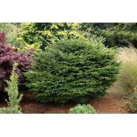 Smrek východný - Picea orientalis ´Barnes´ Co7,5L 30/35