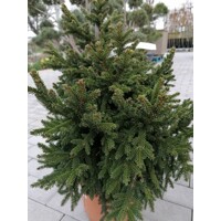 Smrek východný - Picea orientalis ´Barnes´ Co7,5L 30/35