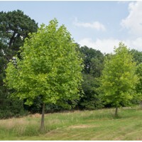 Lipa európska - Tilia europaea ´Pallida´ 8-10