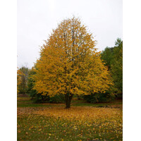 Lipa európska - Tilia europaea ´Pallida´ 8-10