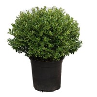 ILEX CRENATA ´Glory Gem´ Co3L 20/25