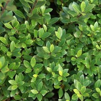 ILEX CRENATA ´Glory Gem´ Co3L 20/25