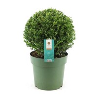 ILEX CRENATA ´Glory Gem´ Co3L 20/25
