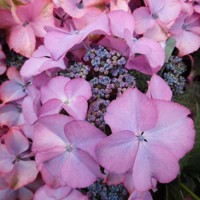 Hortenzia kalinolistá - Hydrangea macrophylla ´Tiffany Lila´ Co5L 30/40