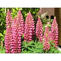 Lupínia mnoholistá - Lupinus polyphyllus ´Pink Gallery´-   Co11